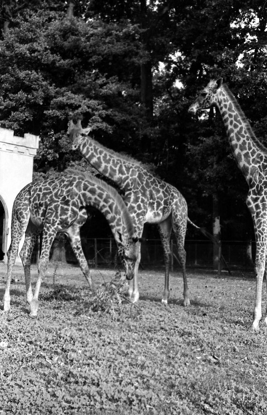 12. Tri žirafe 