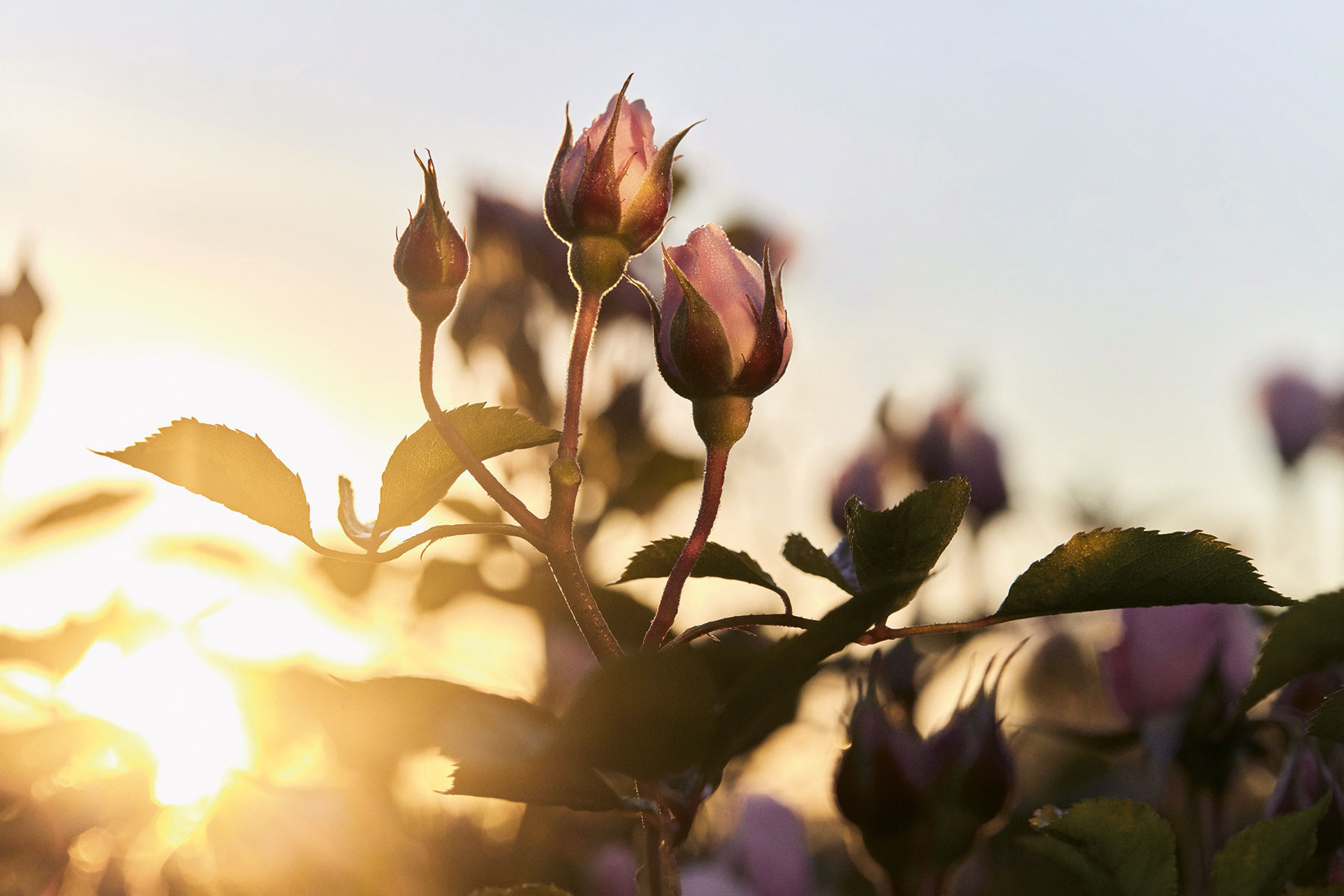 S600 DIOR PRESTIGE NECTAR INTEGRAL THE ROSES PREMIERES HARVEST 12 SW F39