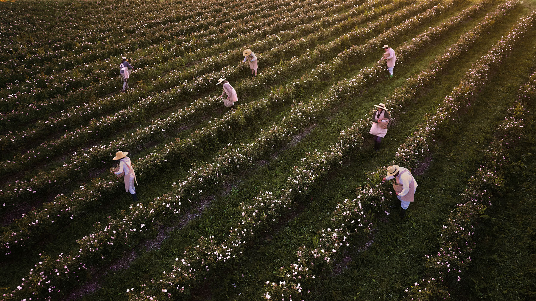 S600 DIOR PRESTIGE NECTAR INTEGRAL THE ROSES PREMIERES HARVEST 1 SW 39