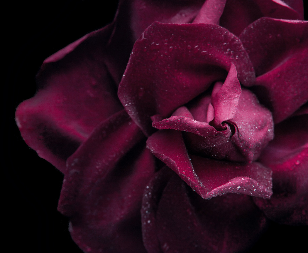 blumarine rose cr